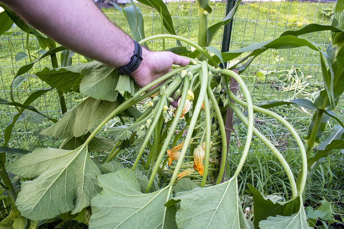 Pruning Techniques for Yellow Squash Plants Pruning Techniques for Yellow Squash Plants
