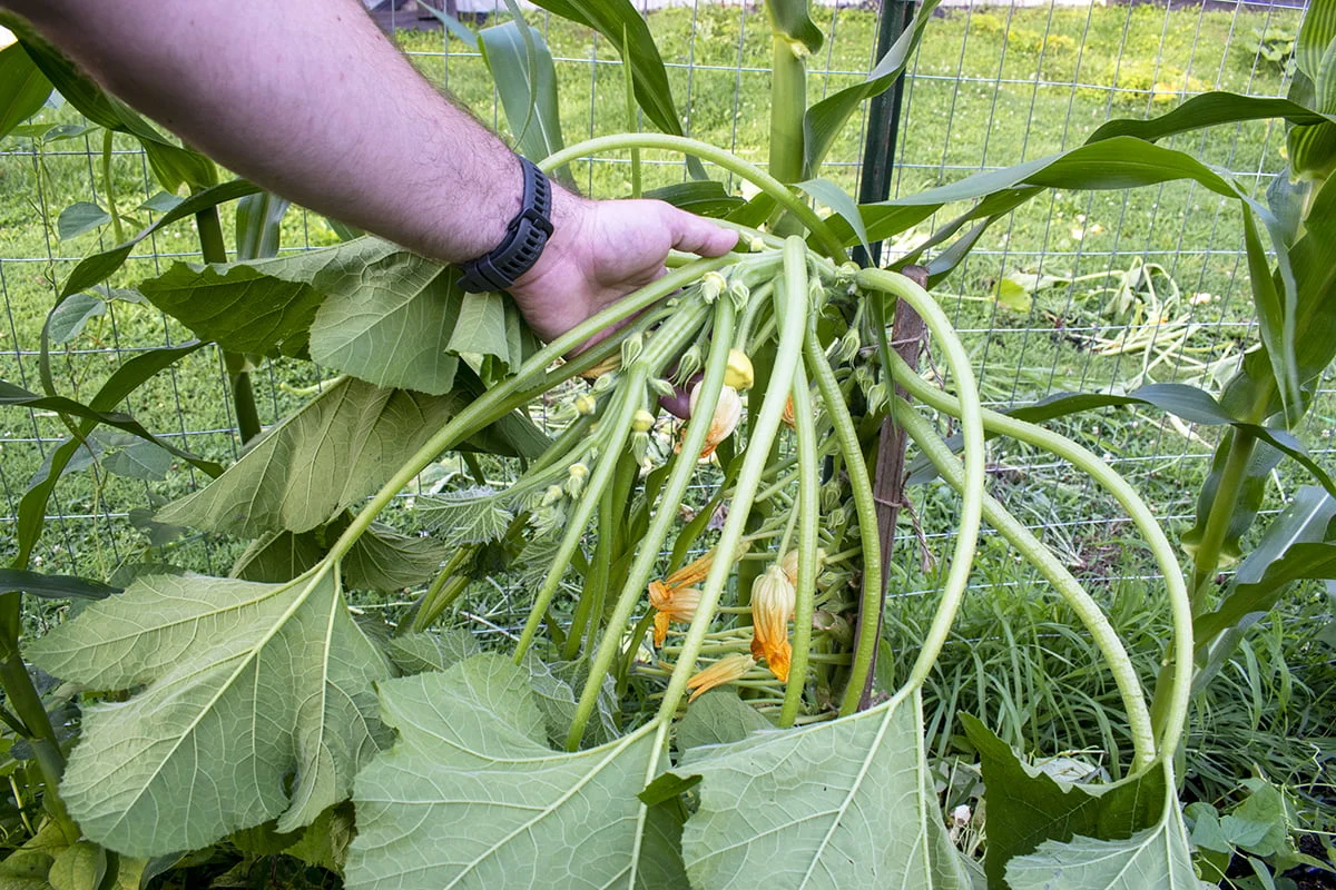Pruning Techniques for Yellow Squash Plants