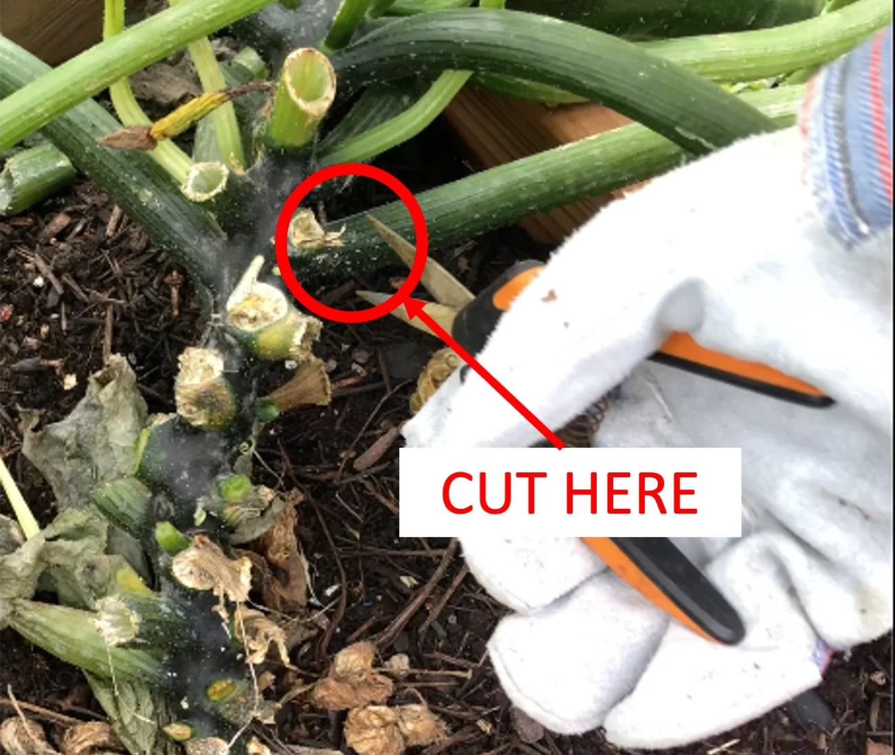 Pruning Techniques for Yellow Squash Plants