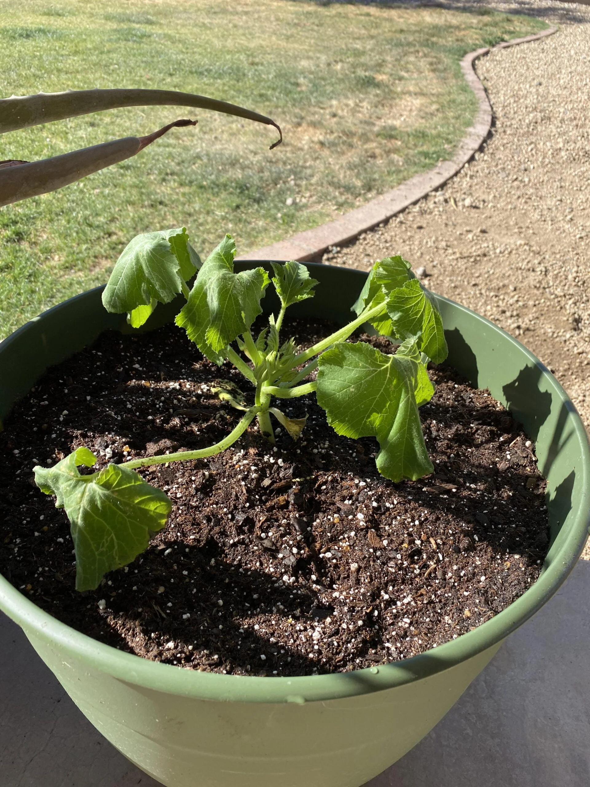 Reviving a Wilted Zucchini Plant Reviving a Wilted Zucchini Plant