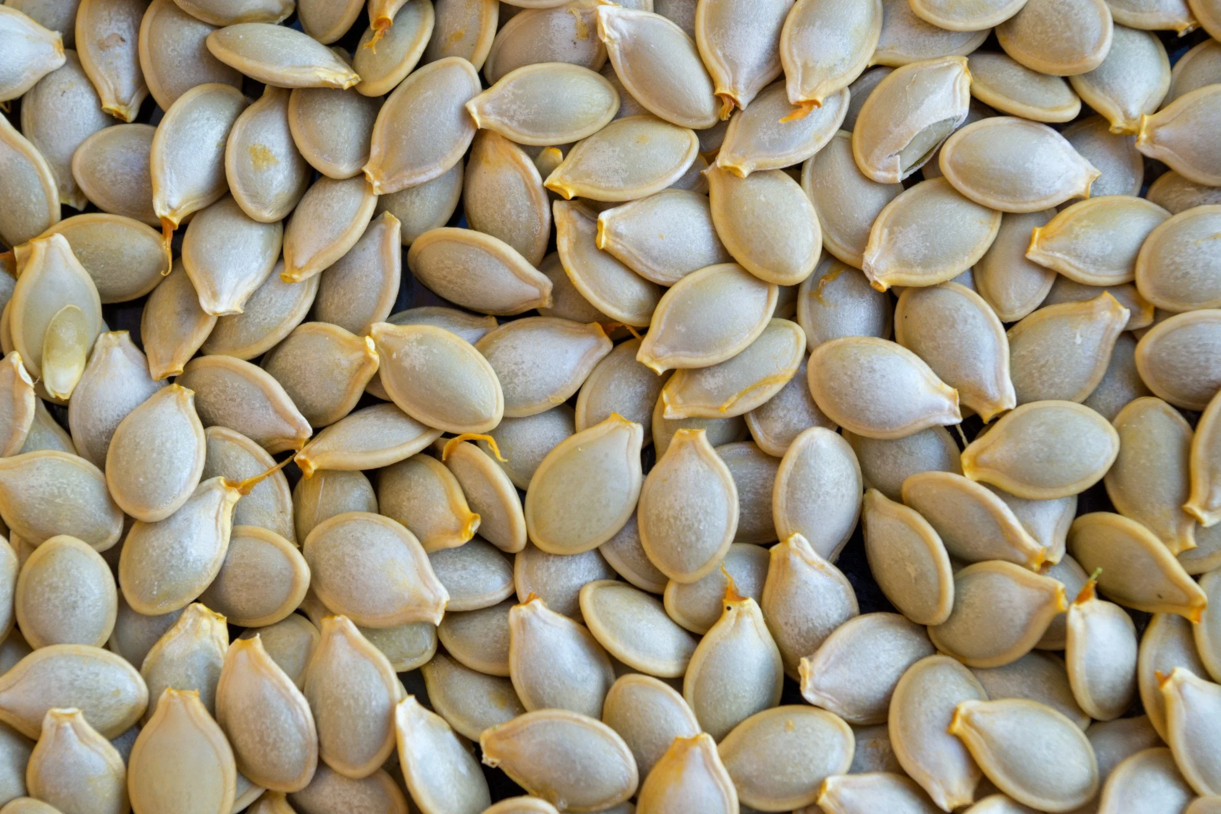 Saving Zucchini Seeds: A Step-by-Step Guide