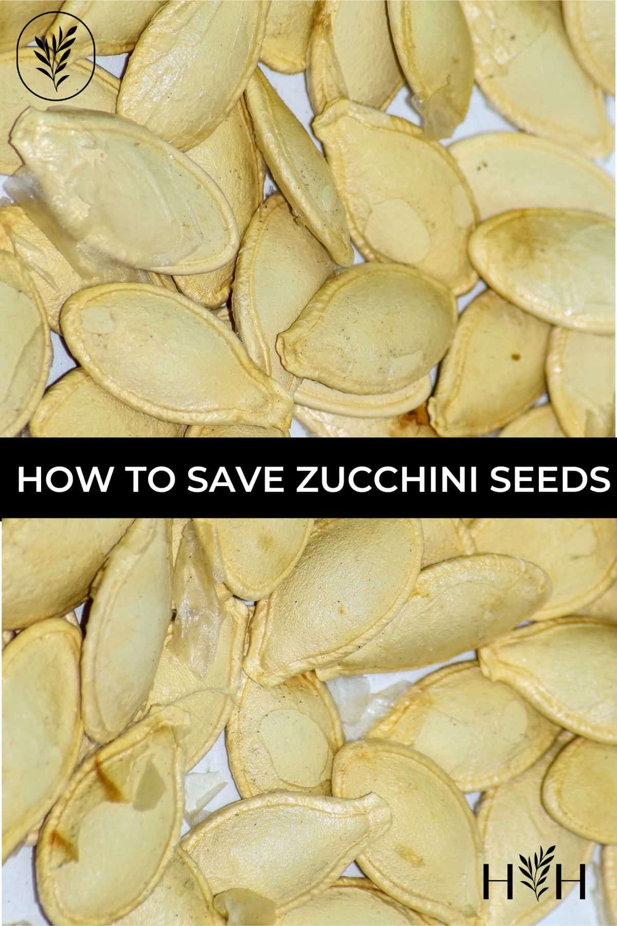 Saving Zucchini Seeds: A Step-by-Step Guide