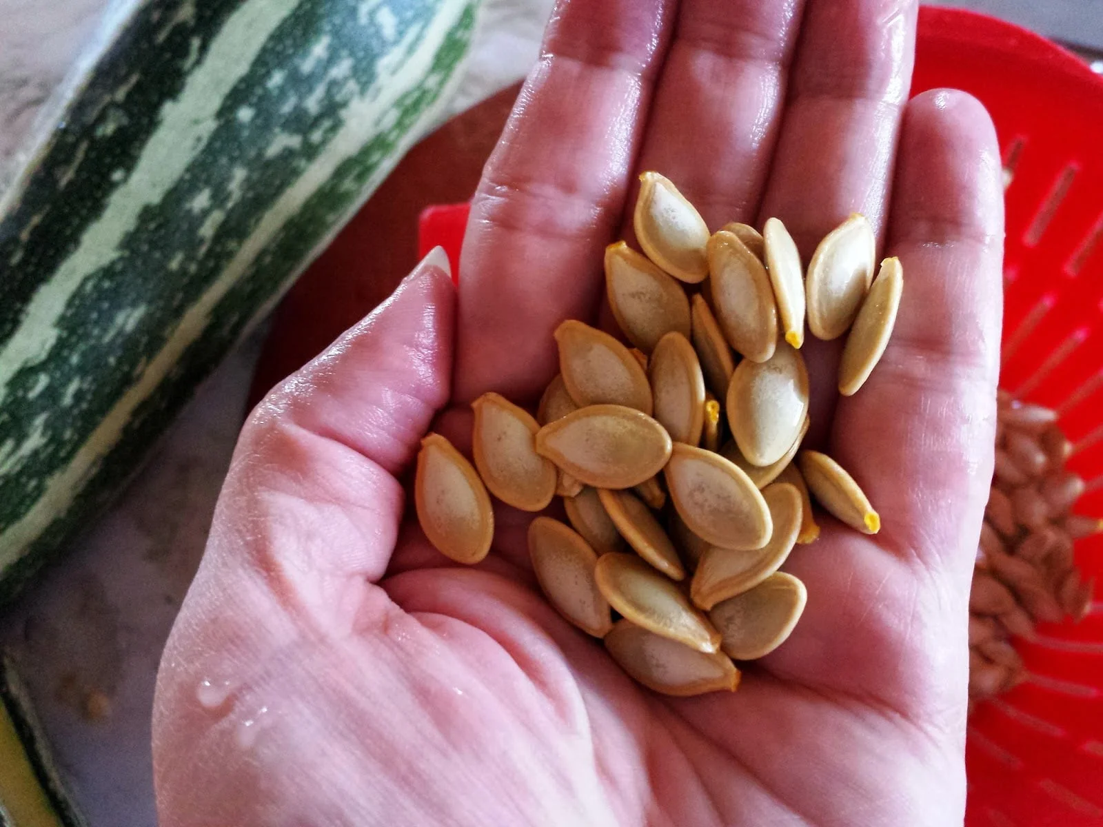 Saving Zucchini Seeds: A Step-by-Step Guide