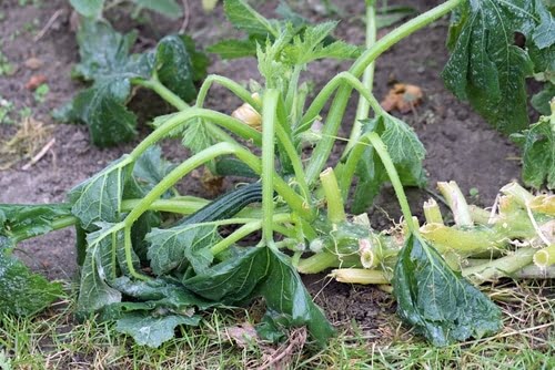 Signs of Overwatering in Zucchini Plants Signs of Overwatering in Zucchini Plants
