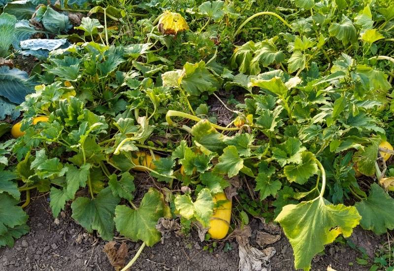 Signs of Overwatering in Zucchini Plants Signs of Overwatering in Zucchini Plants