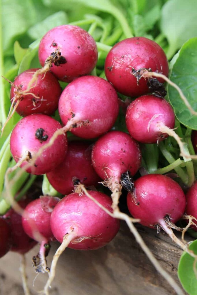 Signs of Spoiled Radishes Signs of Spoiled Radishes
