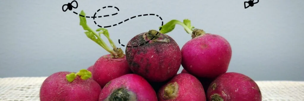 Signs That Radishes Have Gone Bad Signs That Radishes Have Gone Bad