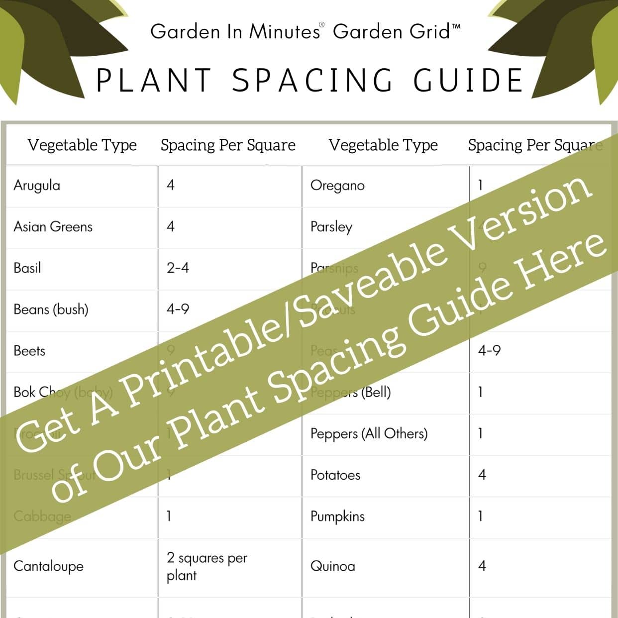 Spacing Guide for Planting Zucchini Spacing Guide for Planting Zucchini