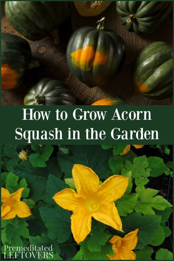 Spacing recommendations for planting acorn squash