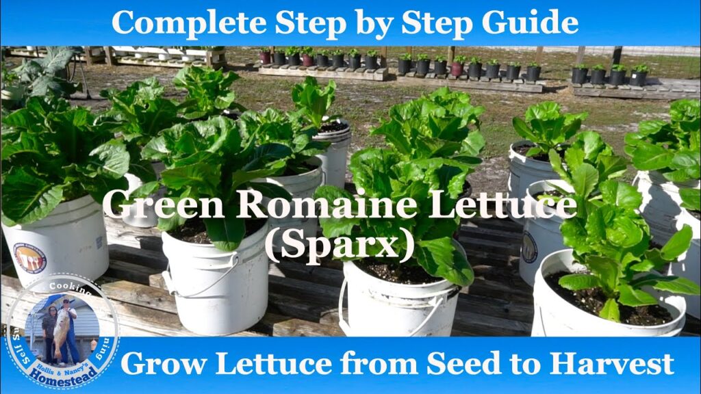 Step-by-Step Guide to Harvesting Romaine Lettuce: Video Step-by-Step Guide to Harvesting Romaine Lettuce: Video
