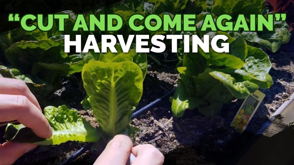 Step-by-Step Guide to Harvesting Romaine Lettuce: Video Step-by-Step Guide to Harvesting Romaine Lettuce: Video