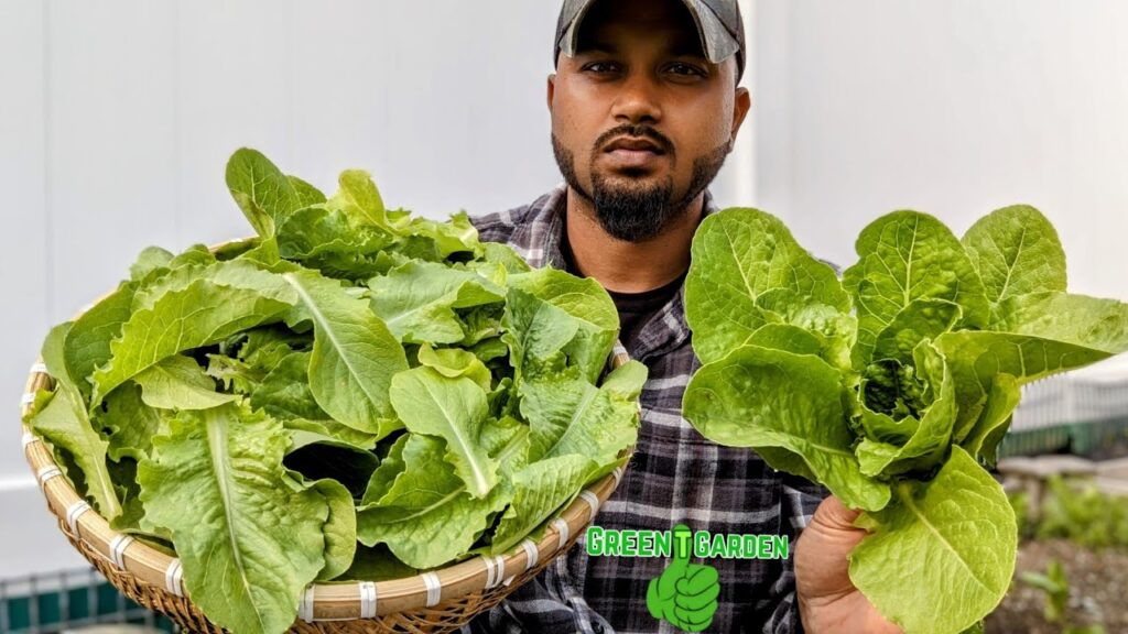 Step-by-Step Guide to Harvesting Romaine Lettuce: Video Step-by-Step Guide to Harvesting Romaine Lettuce: Video