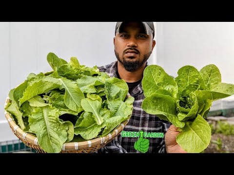 Step-by-Step Guide to Harvesting Romaine Lettuce: Video Step-by-Step Guide to Harvesting Romaine Lettuce: Video