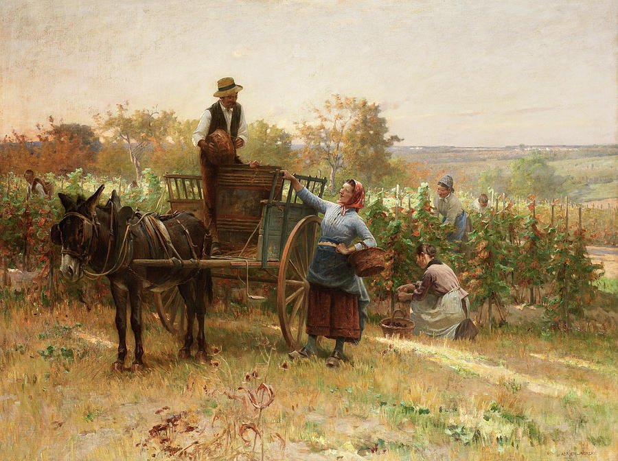 The Art of Grape Harvesting The Art of Grape Harvesting