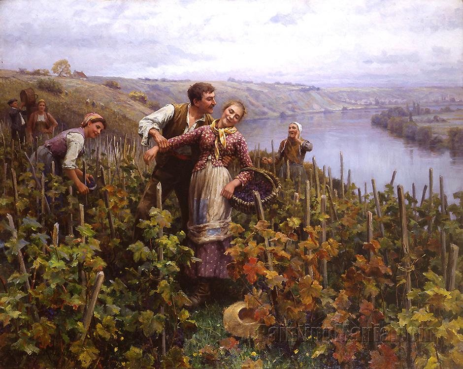 The Art of Grape Harvesting The Art of Grape Harvesting