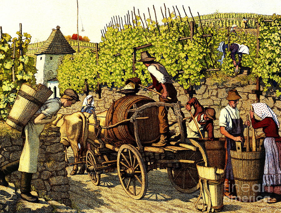 The Art of Grape Harvesting The Art of Grape Harvesting