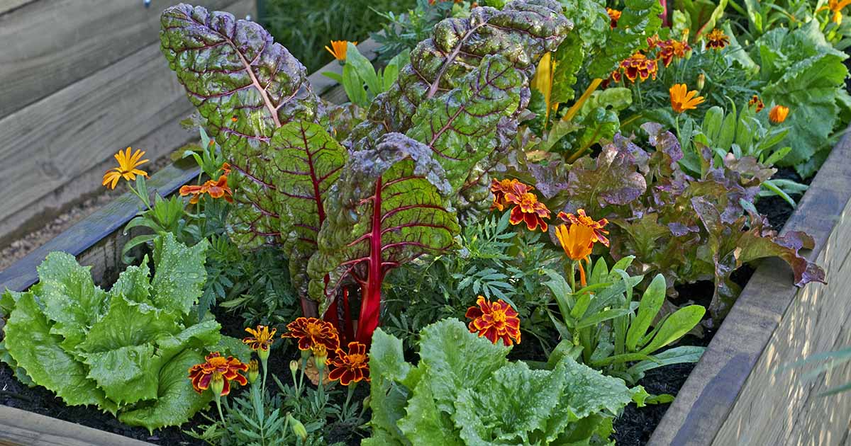 The Best and Worst Companion Plants for Swiss Chard The Best and Worst Companion Plants for Swiss Chard