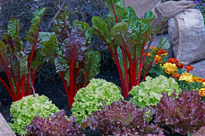 The Best and Worst Companion Plants for Swiss Chard The Best and Worst Companion Plants for Swiss Chard