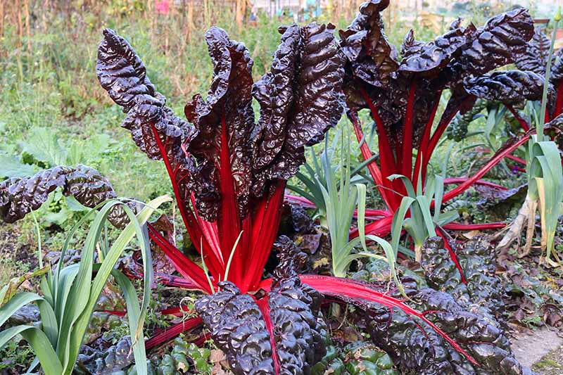 The Best and Worst Companion Plants for Swiss Chard The Best and Worst Companion Plants for Swiss Chard