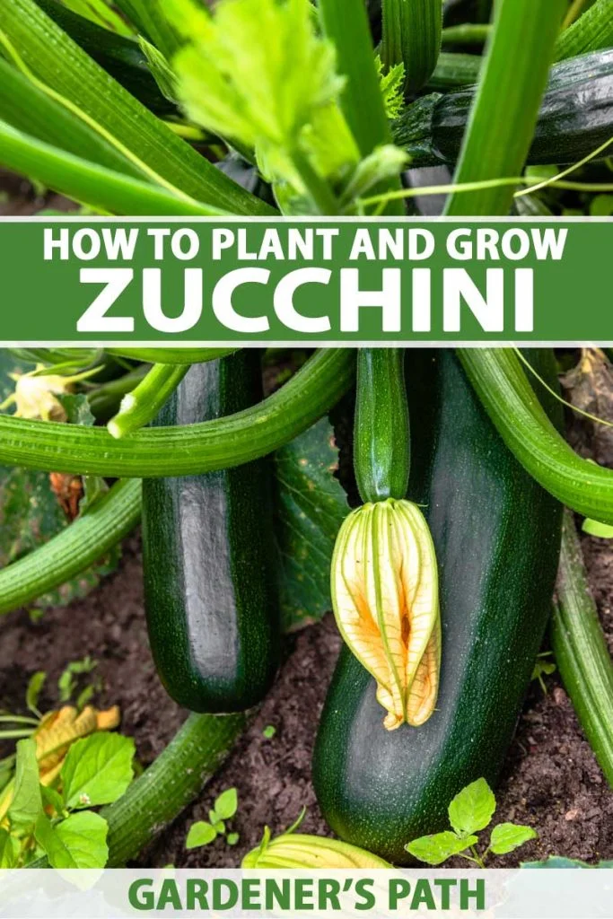 The Best Guide on Planting Zucchini Seeds