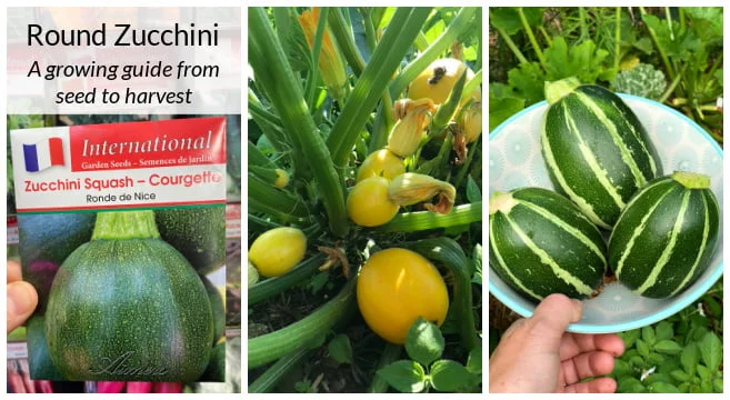 The Best Guide on Planting Zucchini Seeds