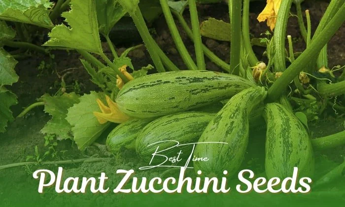 The Best Guide on Planting Zucchini Seeds