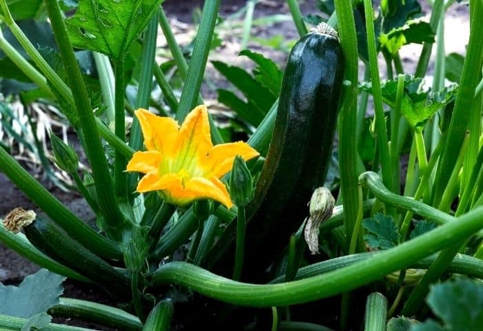 The Best Guide on Planting Zucchini Seeds The Best Guide on Planting Zucchini Seeds