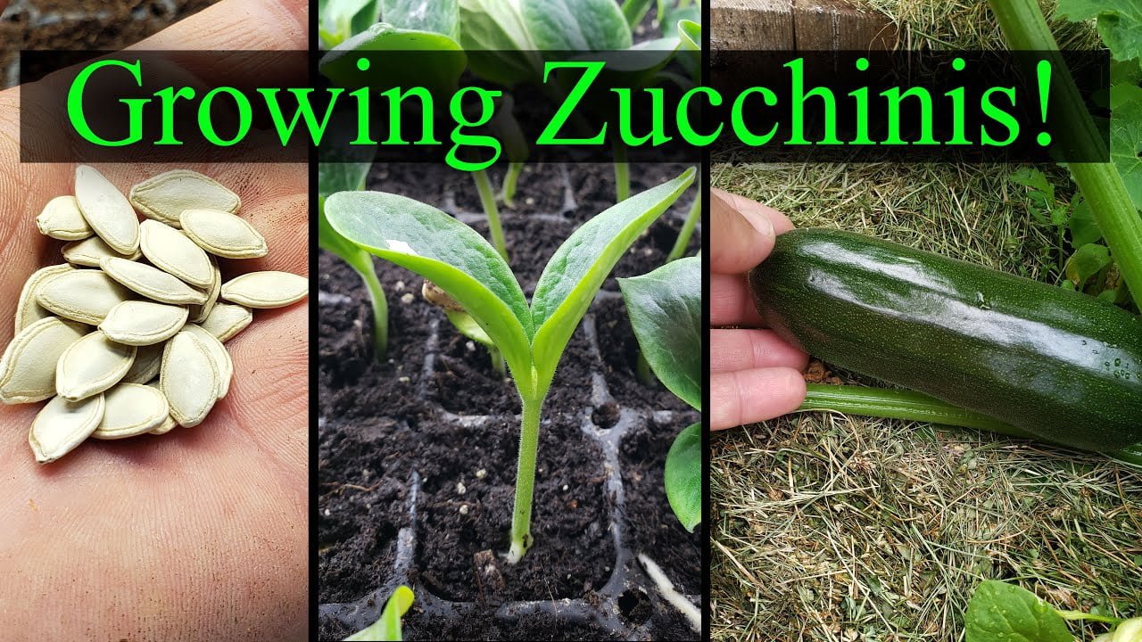 The Best Guide on Planting Zucchini Seeds The Best Guide on Planting Zucchini Seeds