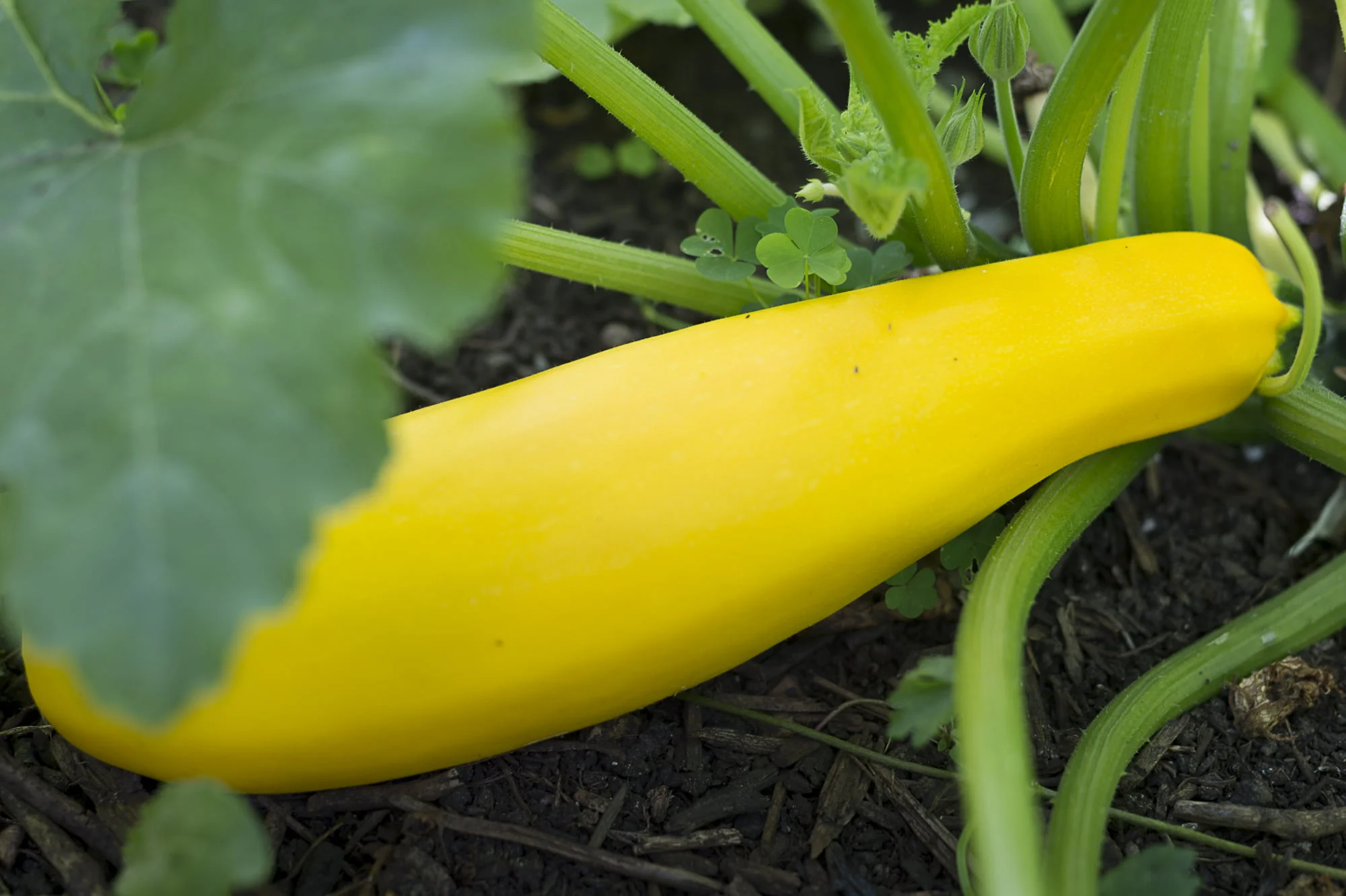 The Best Methods to Add Calcium to Soil for Healthy Zucchini Plants The Best Methods to Add Calcium to Soil for Healthy Zucchini Plants