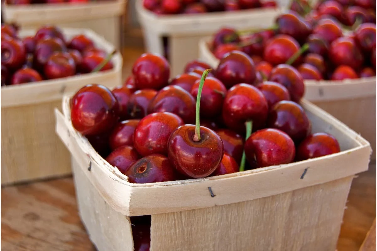 The Best Time to Enjoy Fresh Cherries in Michigan