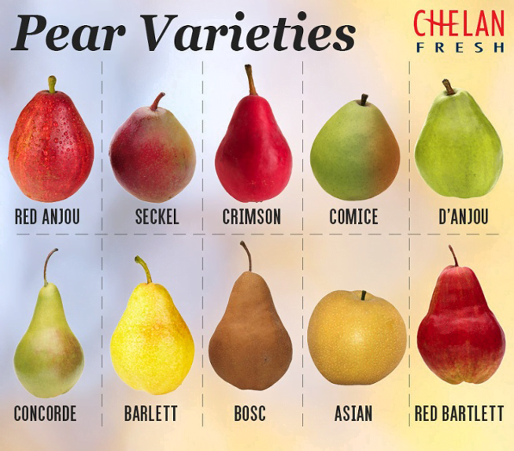 The Best Time to Enjoy Fresh Pears The Best Time to Enjoy Fresh Pears