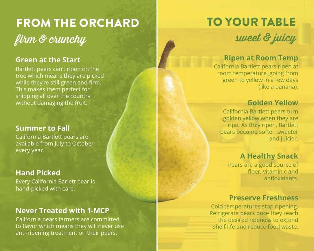 The Best Time to Enjoy Fresh Pears