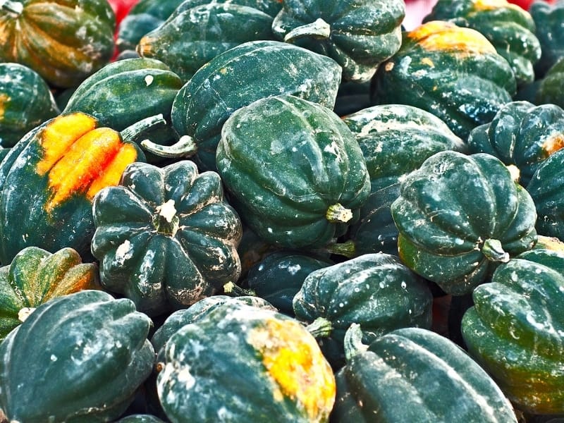 The Best Time to Harvest Acorn Squash