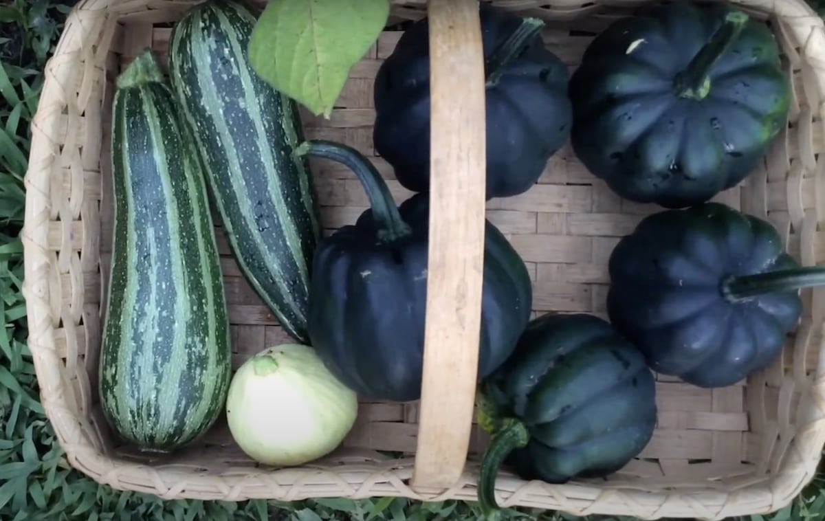 The Best Time to Harvest Acorn Squash
