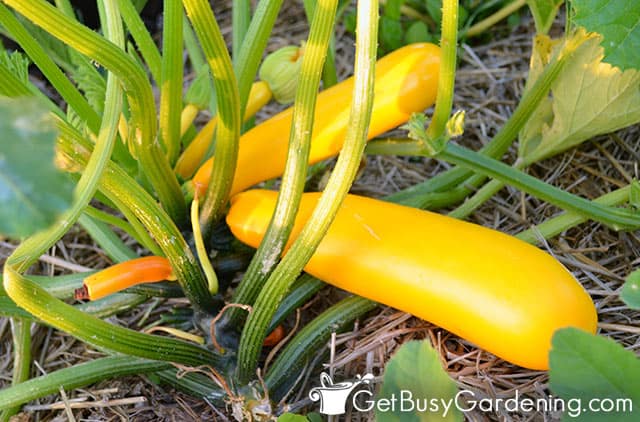 The Best Time to Harvest Yellow Squash from Your Garden