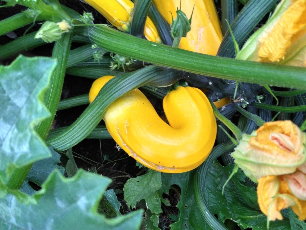 The Best Time to Harvest Yellow Squash from Your Garden