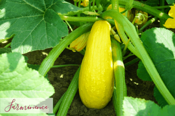 The Best Time to Harvest Yellow Squash from Your Garden