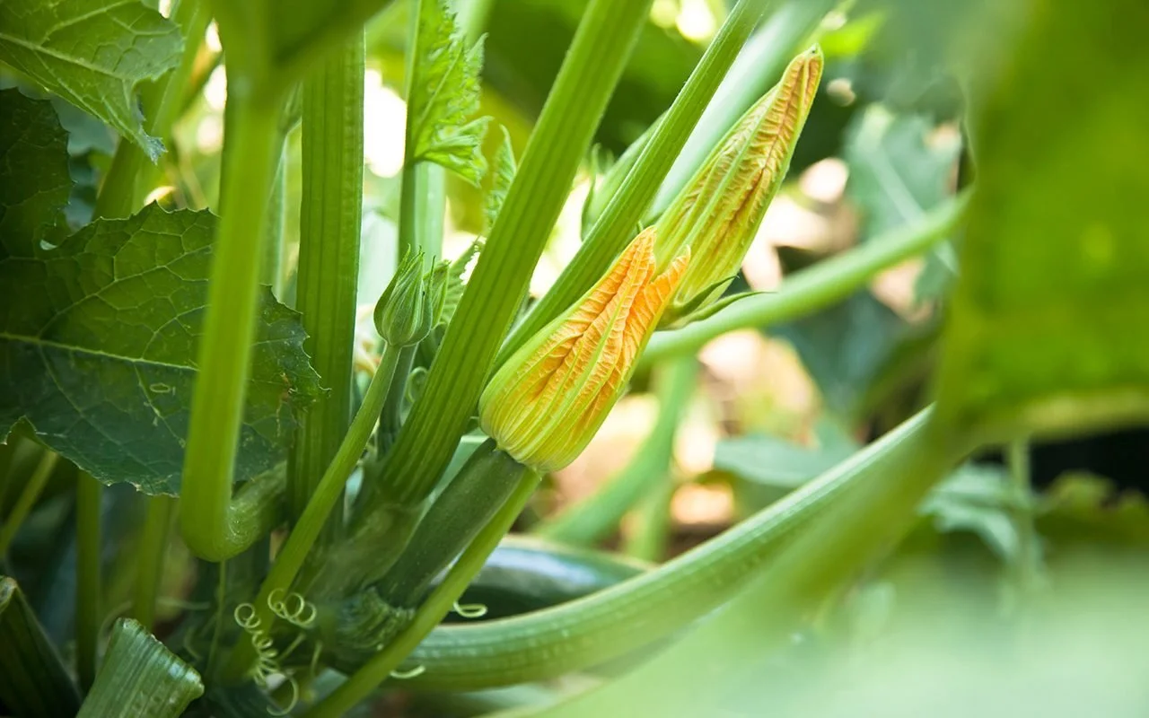 The Best Time to Harvest Zucchini Flowers The Best Time to Harvest Zucchini Flowers