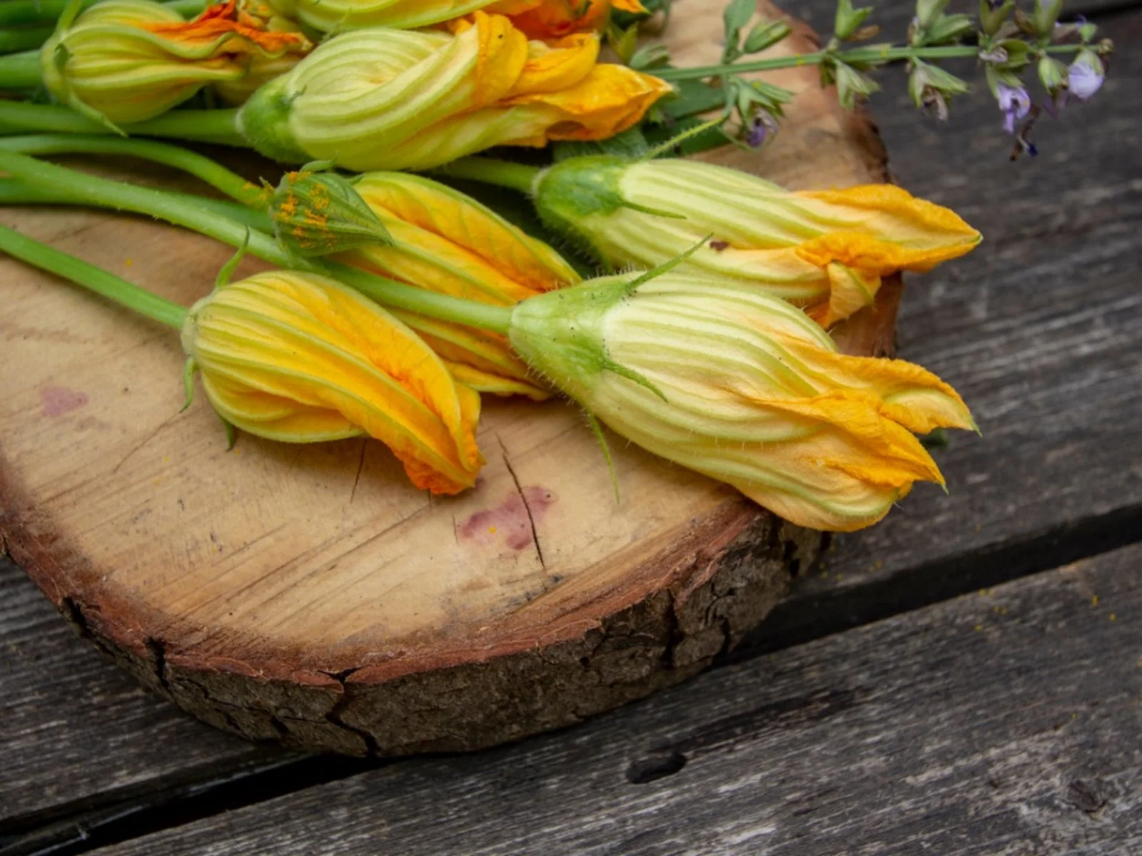 The Best Time to Pick Zucchini Flowers