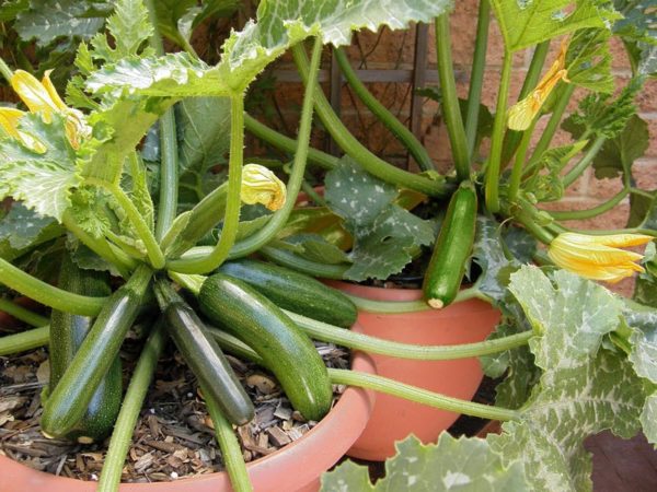 The Best Time to Plant Zucchini Indoors