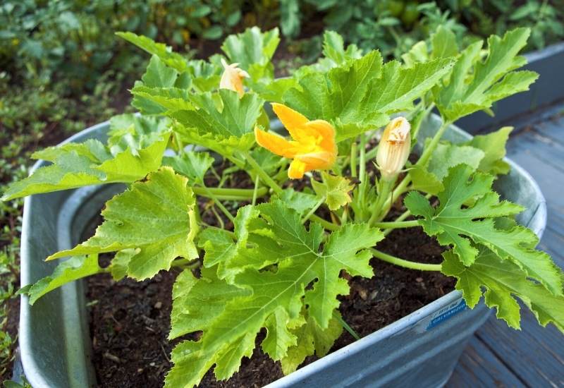 The Best Watering Schedule for Zucchini Plants in Pots The Best Watering Schedule for Zucchini Plants in Pots