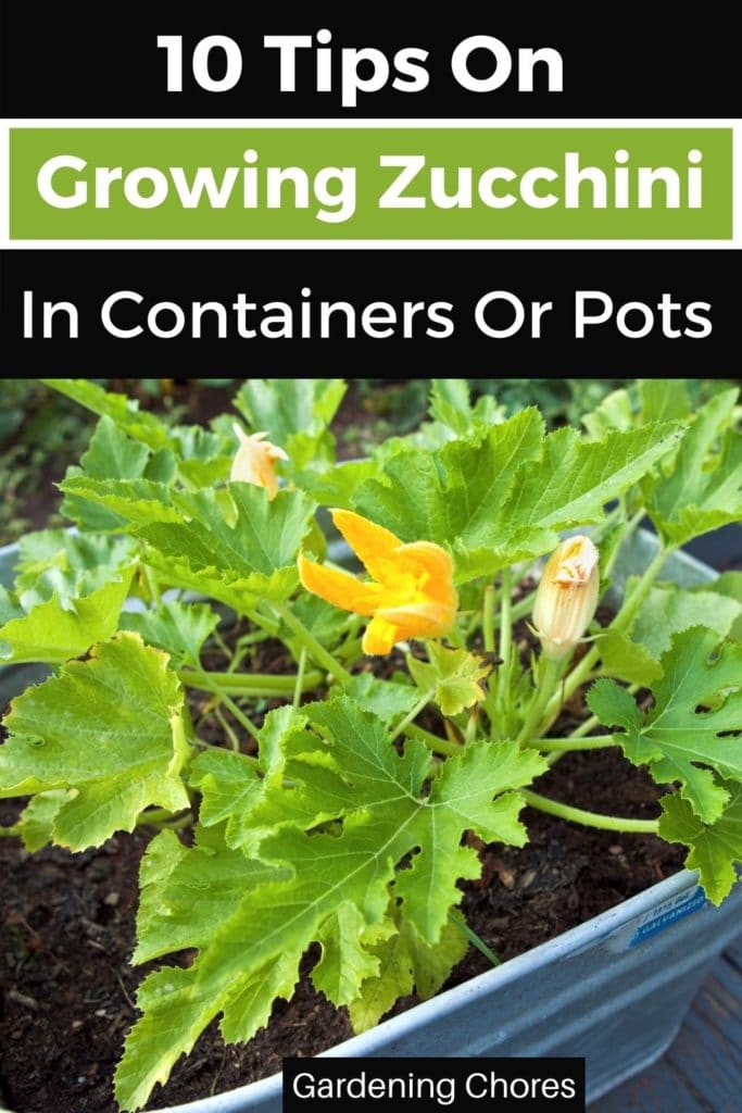 The Best Watering Schedule for Zucchini Plants in Pots The Best Watering Schedule for Zucchini Plants in Pots