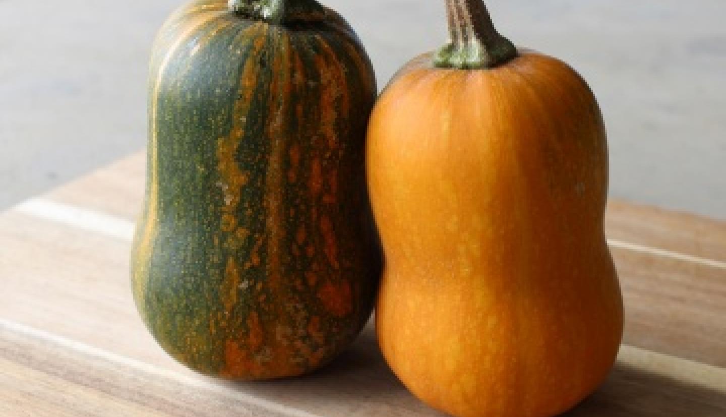 The Color of Butternut Squash The Color of Butternut Squash