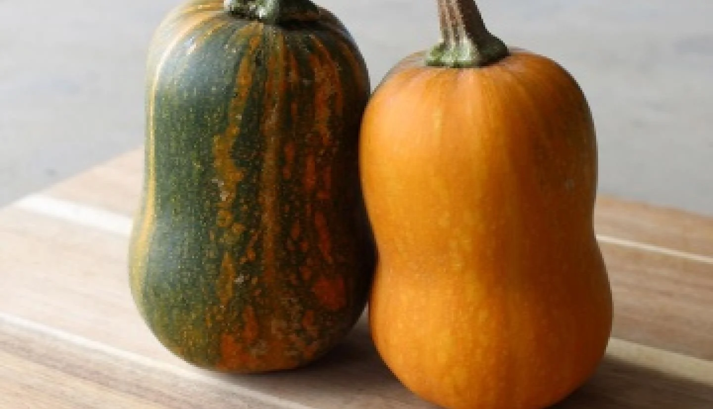 The Color of Butternut Squash