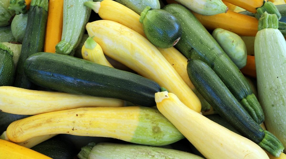 The Color of Zucchini: A Guide to Identifying Different Shades The Color of Zucchini: A Guide to Identifying Different Shades