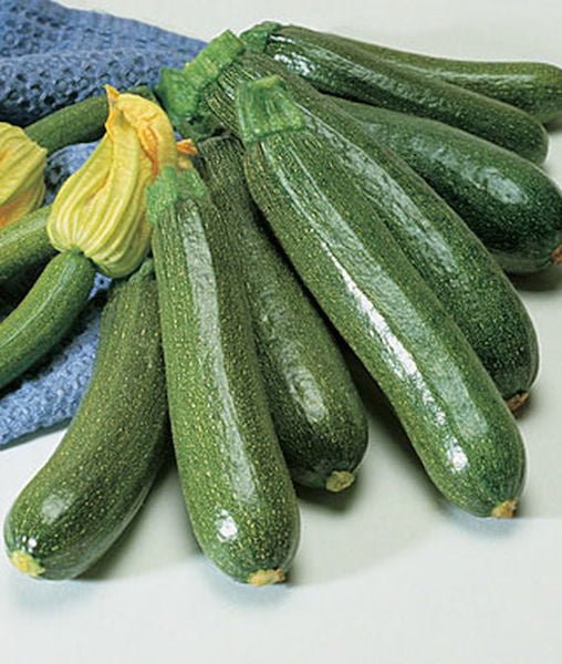 The Color of Zucchini: A Guide to Identifying Different Shades The Color of Zucchini: A Guide to Identifying Different Shades