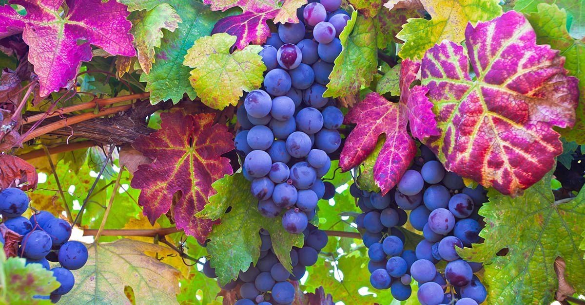 The Colors of Grapes The Colors of Grapes