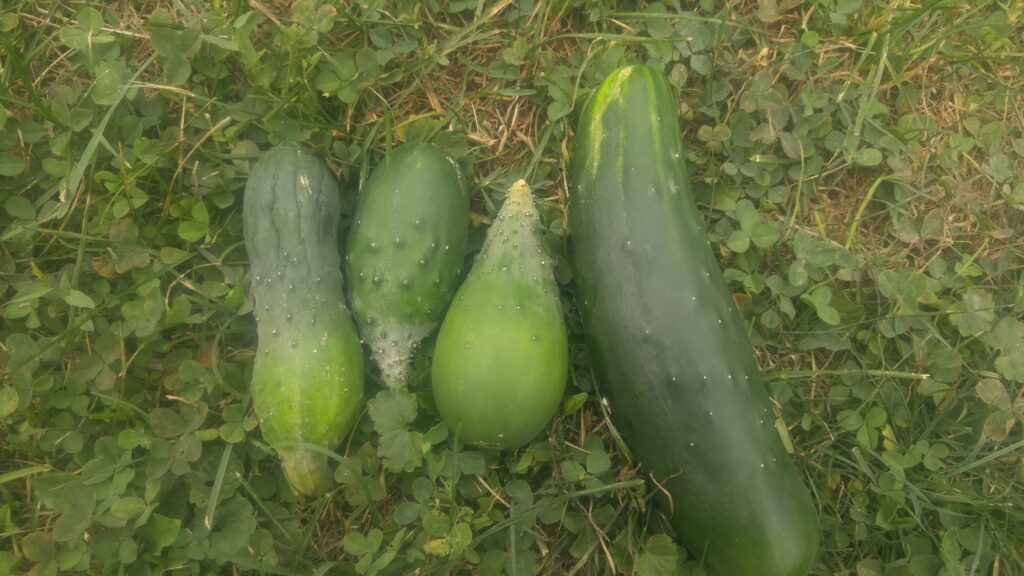 The Curious Case of Curved Cucumbers