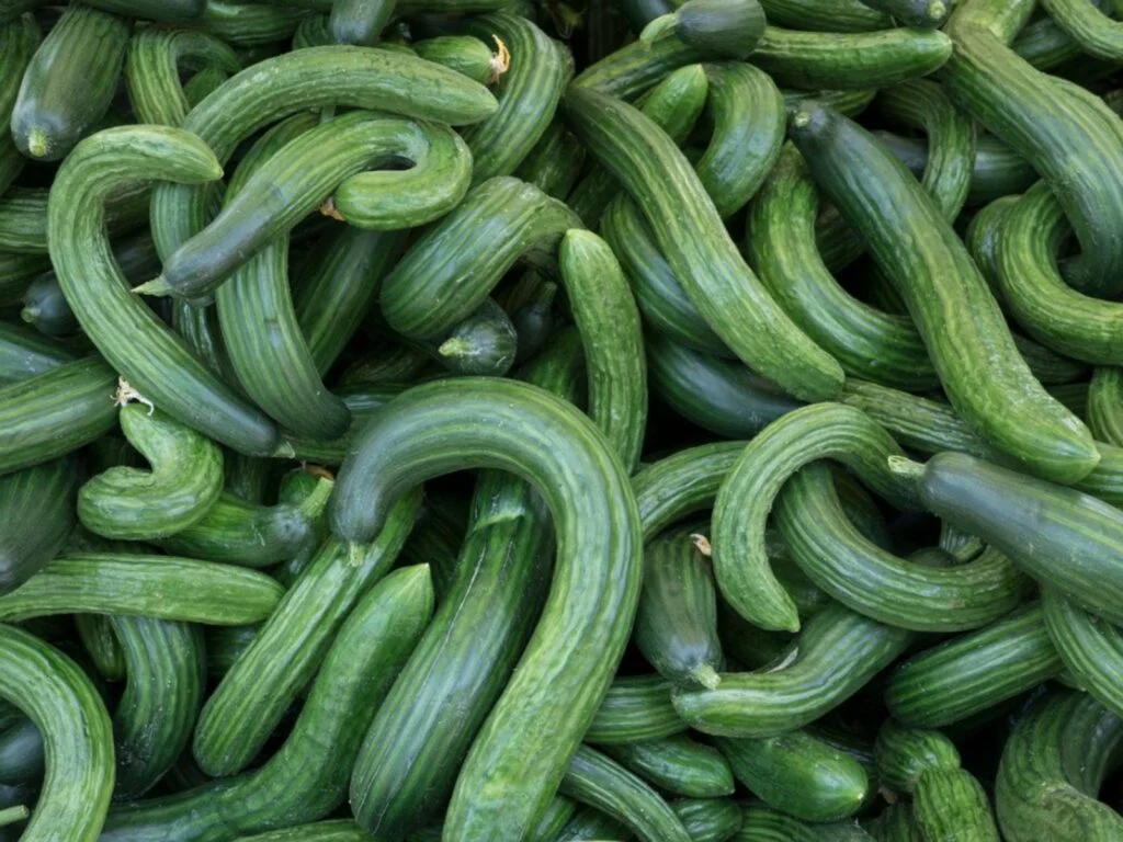The Curious Case of Curved Cucumbers