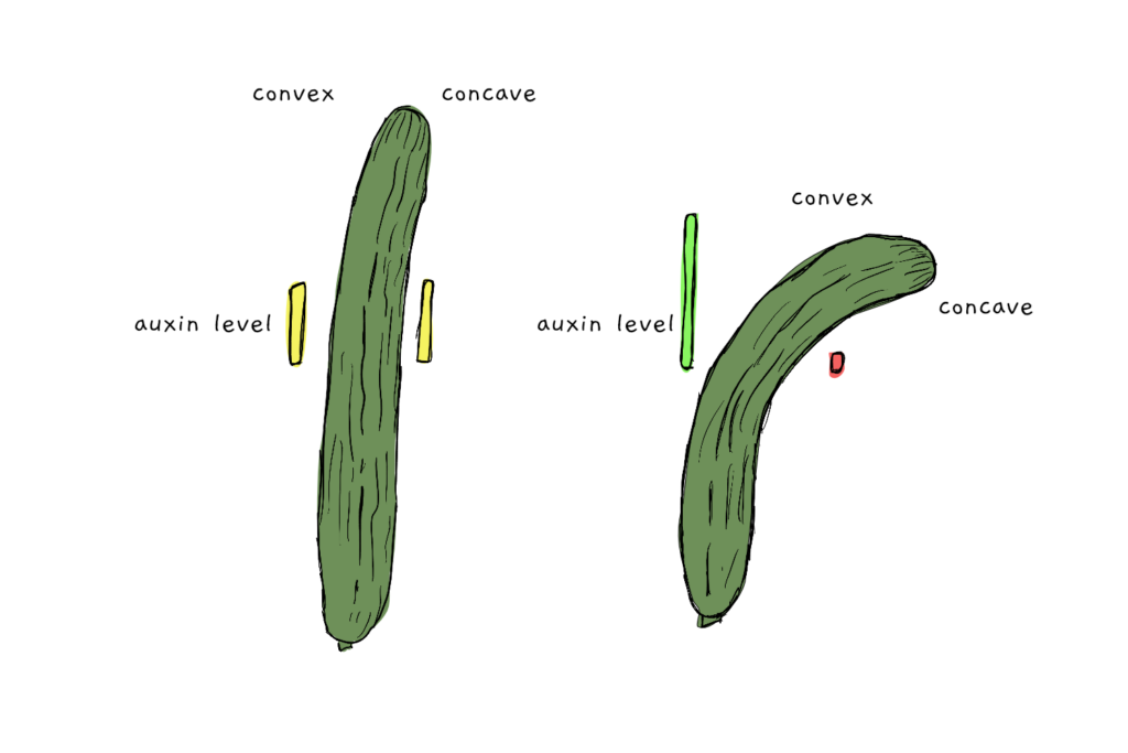 The Curious Case of Curved Cucumbers
